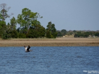 28921RoCrLe - Vacation at Kiawah Island, SC - Pelican, fishing   Each New Day A Miracle  [  Understanding the Bible   |   Poetry   |   Story  ]- by Pete Rhebergen